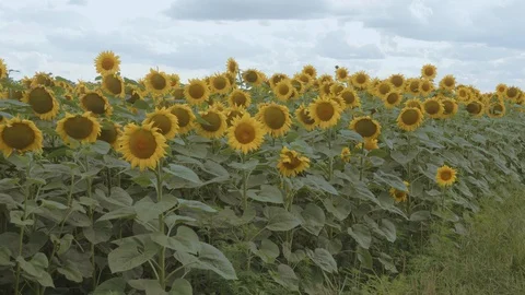 A mole is running through the grass. The mole is caught with his bare hands. Stock Footage 114634919