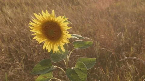 A mole is running through the grass. The mole is caught with his bare hands. Stock Footage 114634953