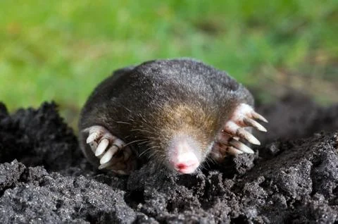Mole in sand Stock Photos