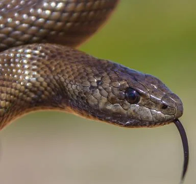 Mole snake closeup 写真素材