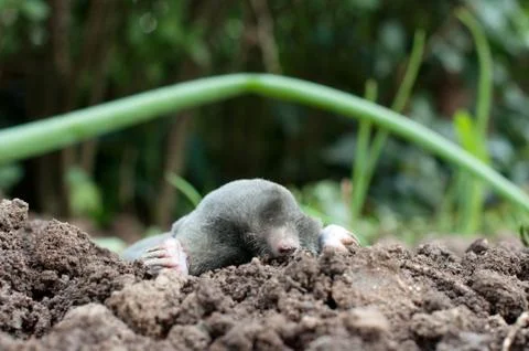 Mole in a soil Stock Photos