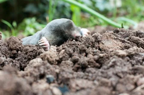 Mole in a soil Stock Photos
