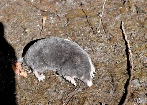 A mole on the surface of the earth. Stock Photos