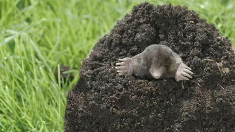 Mole (Talpa europaea) coming out from th... | Stock Video | Pond5