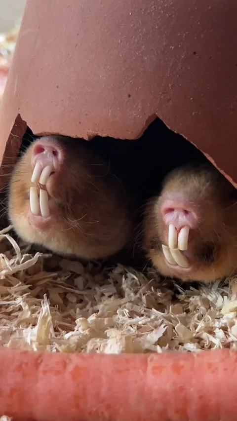Mole Teeth Chatter At Mealtime, Bavaria, Germany - 29 Apr 2024 Stock Footage 274103558