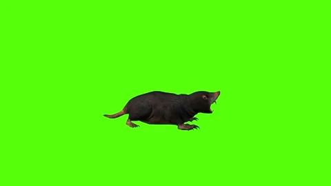 Mole Throw Green Screen Animation 4K Rendering Видео 281393116