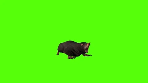 Mole Throw Green Screen Animation 4K Rendering Stock Footage 281393126