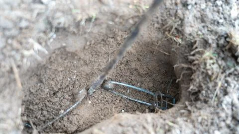 Mole Trap. Setting a trap in a wormhole, pest control, tunneling in the soil Stock Photos