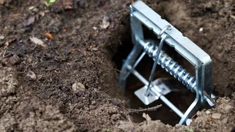 Mole trap is a trap for catching a mole in a hole in the ground. Harm from a 스톡 동영상 291682069