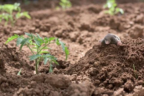 Mole in a vegetable garden Stock Photos
