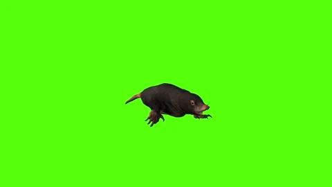 Mole Walking Green Screen Animation 4K Rendering Stock Footage 281393120