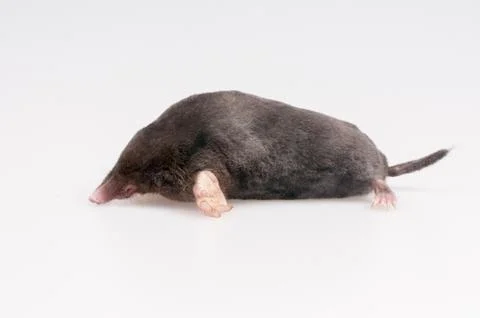 Mole on a white background - studio shot Stock Photos