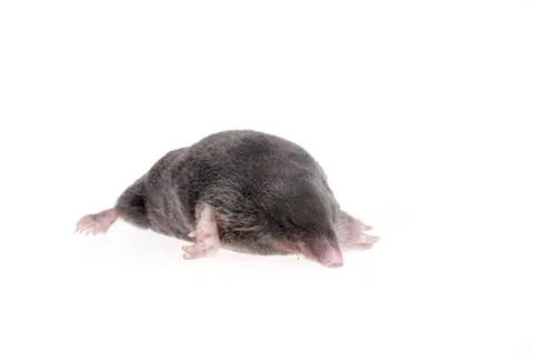 Mole on white Stock Photos