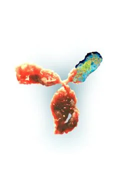 Molecular model of antibody taking part in immune defence. Illustrazione stock