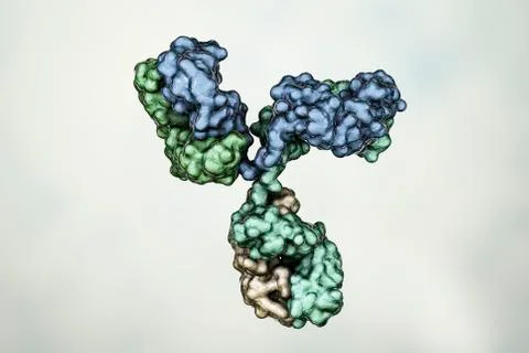 Molecular model of immunoglobulin Stock Illustration