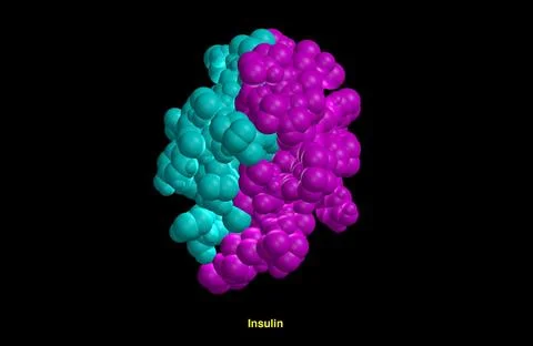 Molecular model of insulin molecule Stock Illustration