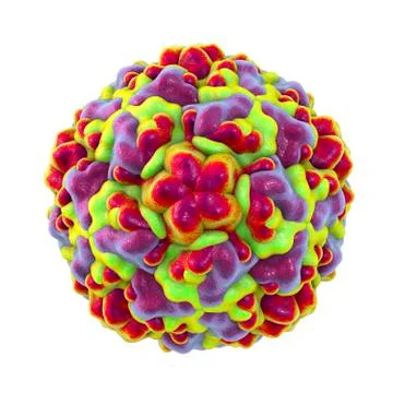Molecular model of rhinovirus, the virus that causes common cold and rhinitis Stock Illustration
