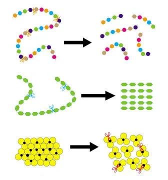 Molecular simplification of simple nutrients: proteins, starch, and lipids. Stock Illustration