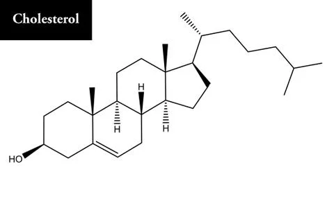 Molecular structure of Cholesterol. Cholesterol is important biomolecule. Stock Illustration