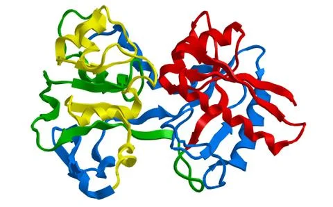 Molecular structure of human serum transferrin - iron-binding blood plasma gl Ilustración de archivo