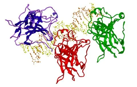 Molecular structure-interaction of tumor suppressor protein p53 to DNA Stock Illustration