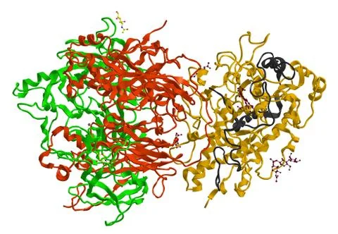 Molecular structure of oxidative enzyme ceruloplasmin (ferroxidase) Stock Illustration