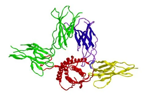 Molecular structure Prolactin (PRL), also known as luteotropic hormone or lut Ilustración de archivo