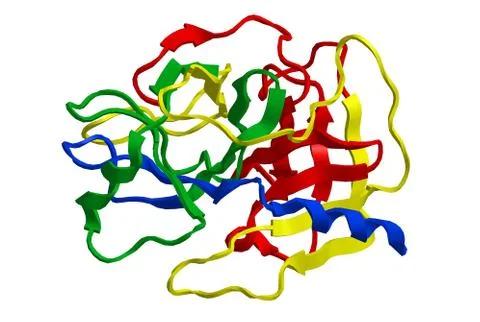 Molecular structure of trypsin - enzyme cleaves peptide chains mainly at the Stock Illustration