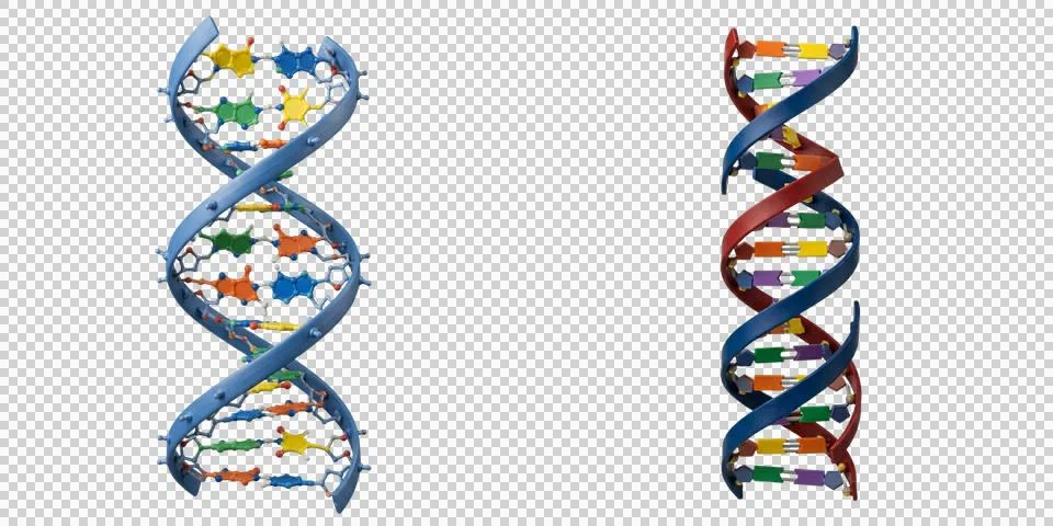 Molecular structures of dna double helix strands with colorful base pairs r.. Stock-Fotos