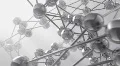 Molecule HD Footage