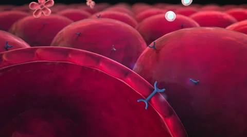 Molecule, insulin Vidéo 43386598