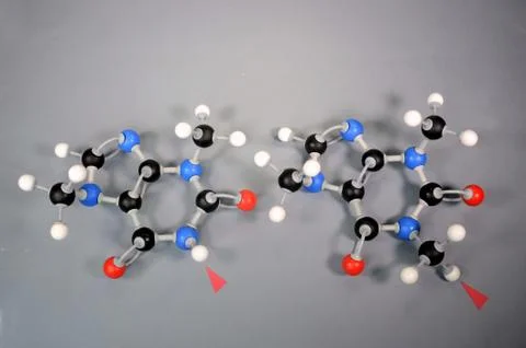 Molecule models of Theobromine (left), and Caffeine (right) side by side. Stock Photos