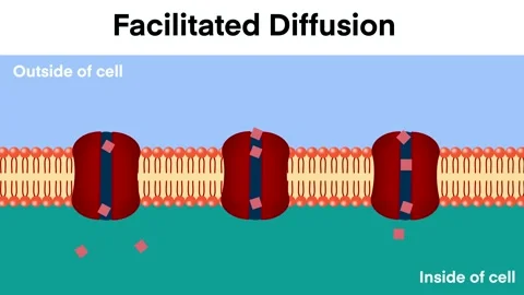 Molecules Passing Through Protein Channels Across Cell Membrane Stock Footage 332989018