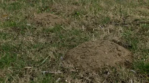 Molehill 2 Stock Footage 10678918