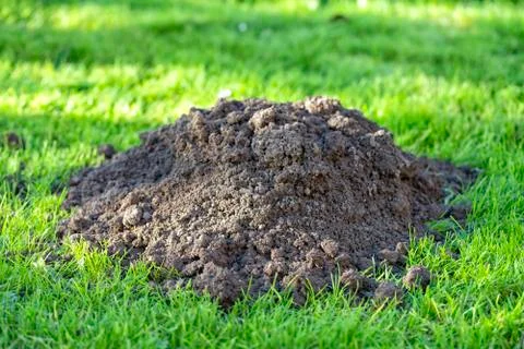 A molehill in a garden Stock Photos