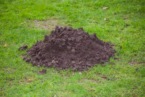Molehill on the grass close up Stock Photos