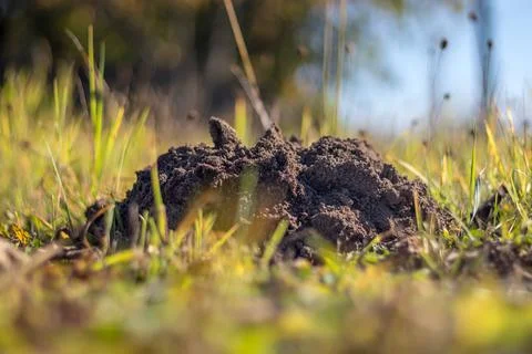 A molehill in the grass in the garden Stock Photos