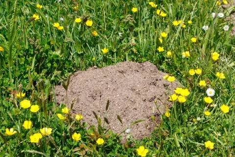 Molehill in grass Foto stock