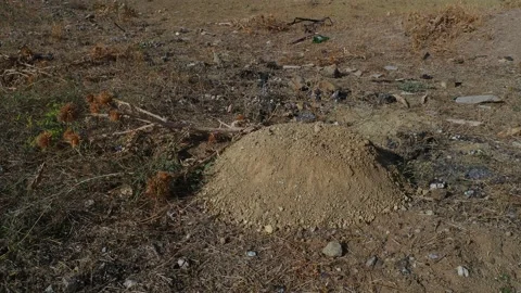 Molehill, lump of soil formed by the mole, Vídeos de archivo 140097699