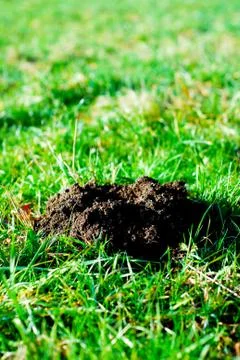 Molehill Stock Photos