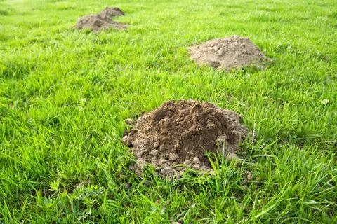 Molehill Stock Photos