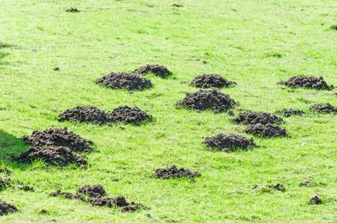 Molehill Stock Photos