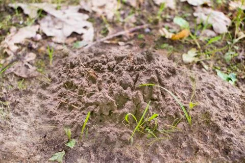Molehill Stock Photos
