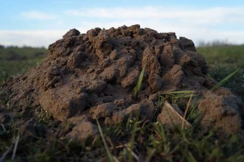 Molehill Foto stock
