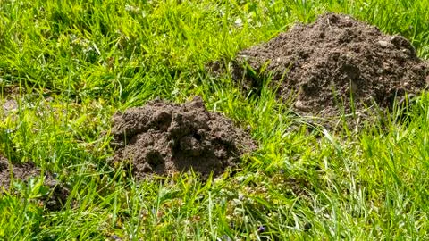 Molehill Stock Photos