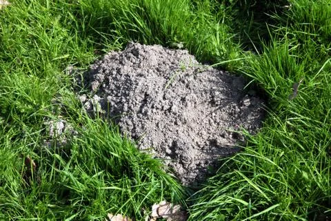 Molehill Photos