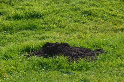 Molehill Stock Photos
