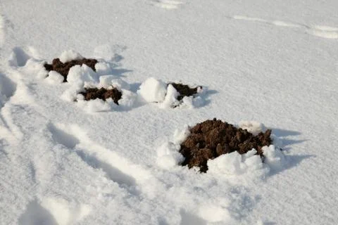 Molehill in winter Stock Photos