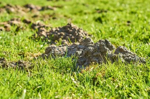 Molehills on the ground in springtime 写真素材