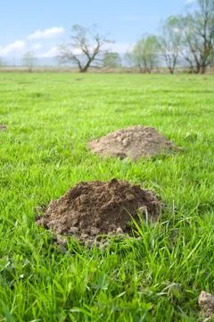 Molehills Foto stock